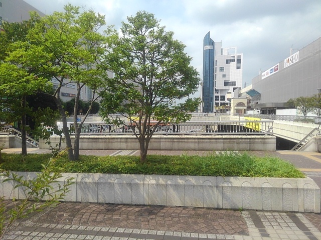 街の緑（7月4日）