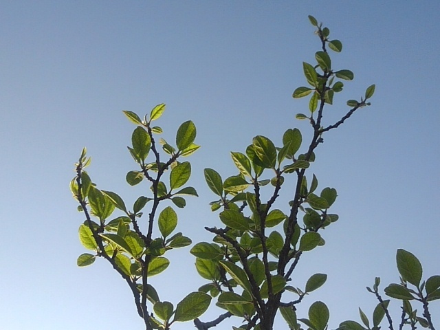 低木（4月22日）