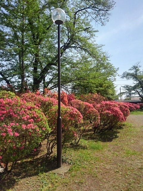 街灯とツツジ（4月28日）