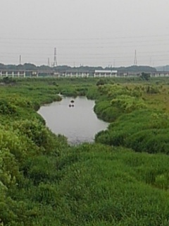 郊外の川（7月1日）