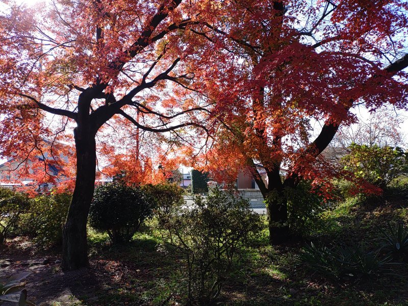 烏ヶ森公園の広場のモミジの木（11月20日）