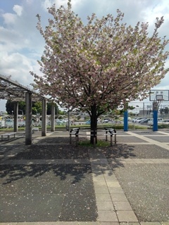 氏家駅の八重桜の木（4月26日）