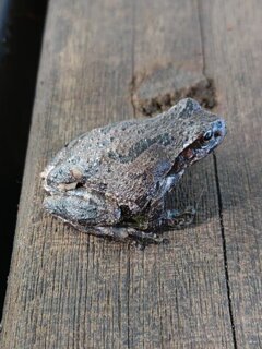 休憩所のカエル（9月30日）