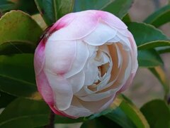 白いサザンカ（12月11日）