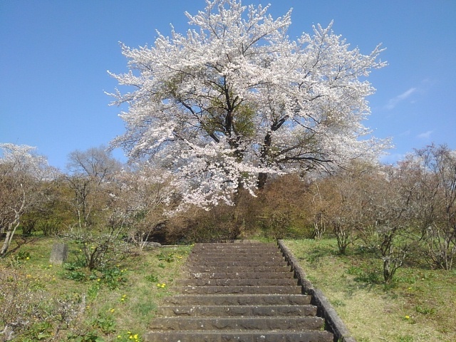 長峰公園の丘の階段と満開の桜（4月12日）