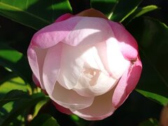 咲き始めた白いサザンカ（11月3日）