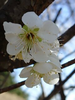 丘の頂上の梅の花（3月7日）