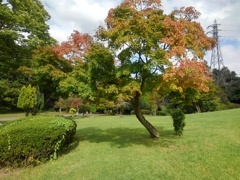 那須野が原公園の広場のモミジ（10月14日）