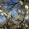 梅の花が咲く枝（2月24日）