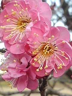 トリプル梅の花（2月28日）