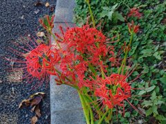 歩道近くの花壇のヒガンバナの群れ（9月19日）