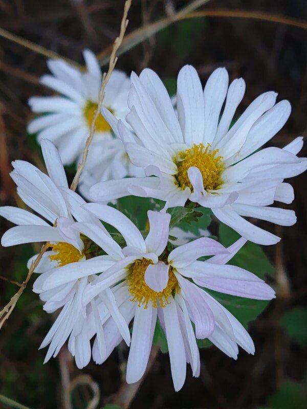 庭の白い小菊（12月10日）