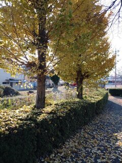 石畳の歩道とイチョウの木（11月20日）