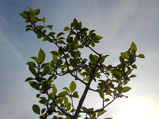 緑の葉（6月20日）