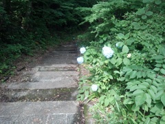 長峰公園の丘の階段のアジサイ（6月22日）