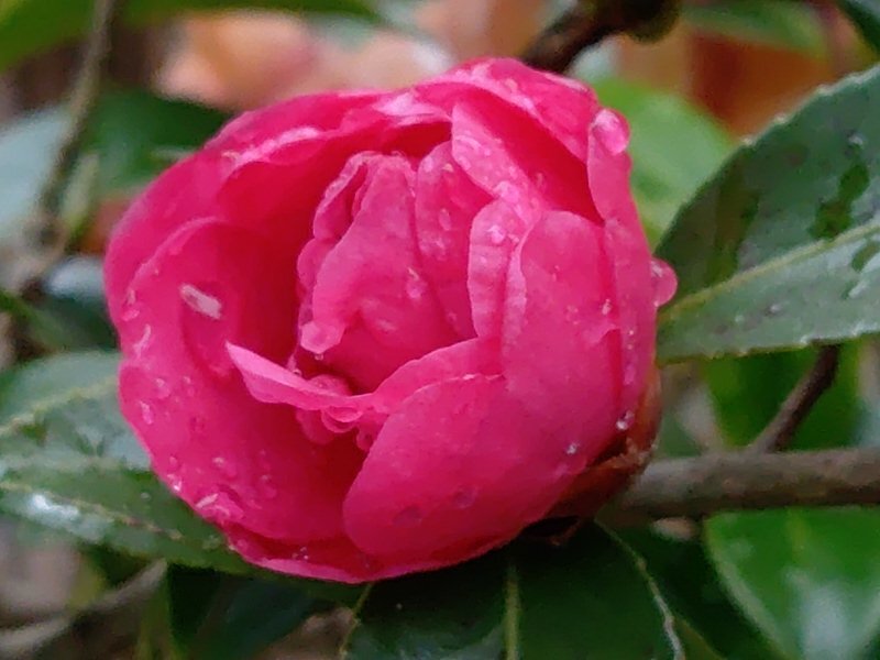 雫のある赤サザンカ（12月21日）