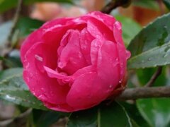 雫のある赤サザンカ（12月21日）