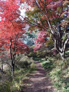 烏ヶ森公園の丘のモミジのトンネル（11月20日）