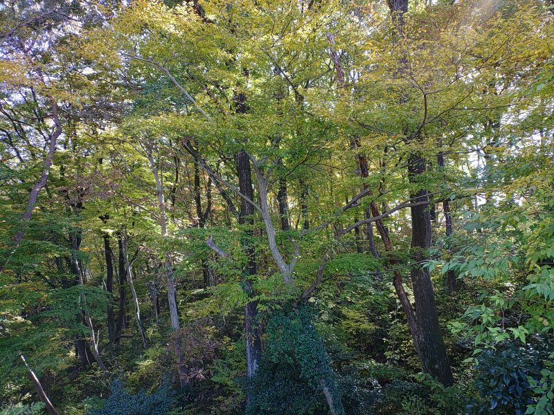 森の斜面（11月15日）