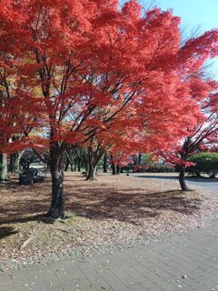 長峰公園の赤いモミジの木（11月15日）