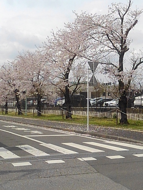 済生会宇都宮病院の桜並木（4月11日）