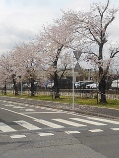 済生会宇都宮病院の桜並木（4月11日）