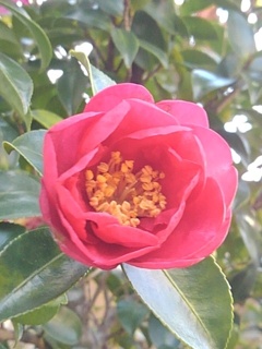 庭のサザンカの花（12月18日）