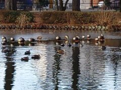 カモの密集地帯（1月30日）