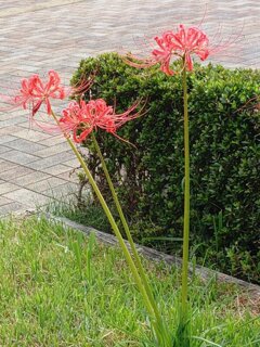 歩道近くの芝生のヒガンバナ（9月29日）