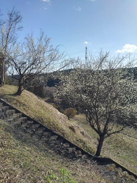 丘の梅と鉄塔（3月3日）