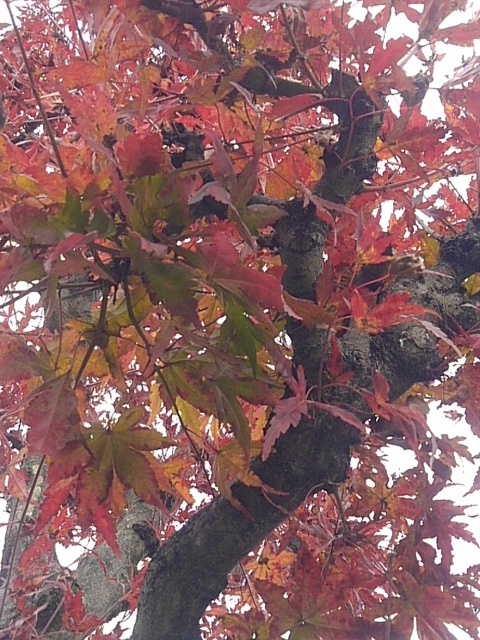 街のモミジ（12月1日）