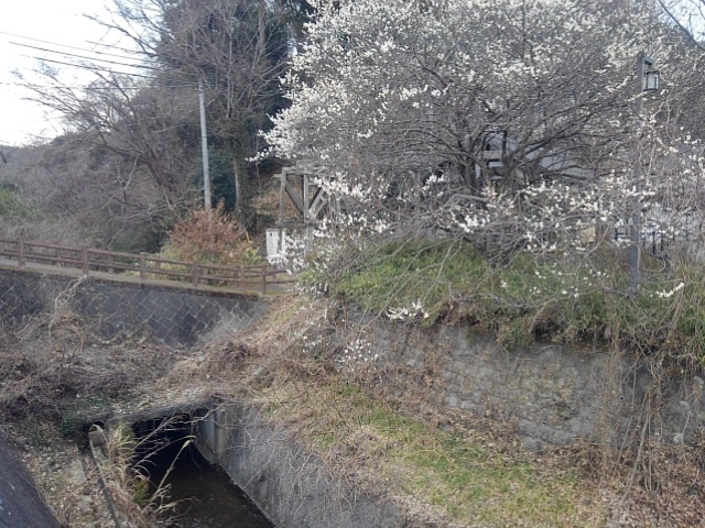 梅と小川（3月22日）