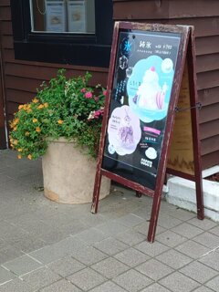 ココスの鉢植え（9月11日）