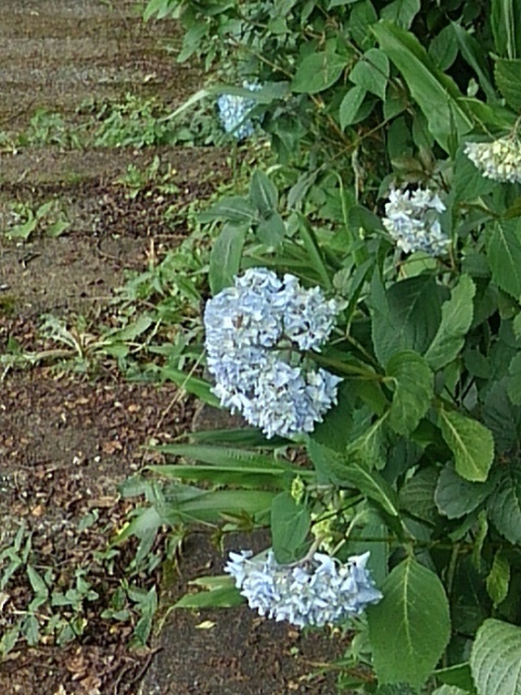 長峰公園の丘の水色アジサイ（6月8日）
