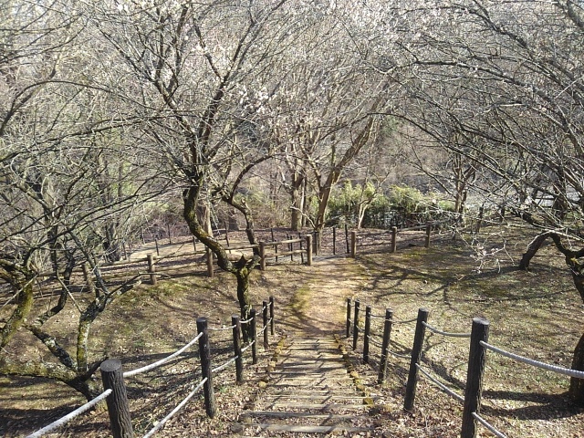 階段と丘の梅のトンネル（3月3日）