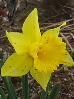 長峰公園のスイセンの花（3月15日）
