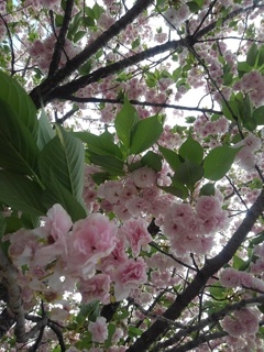 八重桜・舞姫（4月26日）