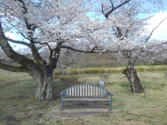 長峰公園の桜のベンチ（4月12日）