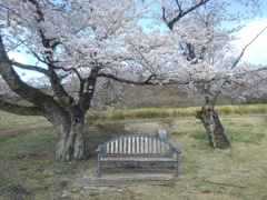 長峰公園の桜のベンチ（4月12日）