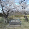 長峰公園の桜のベンチ（4月12日）