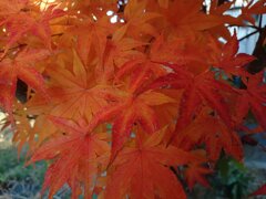 庭のモミジ（11月28日）