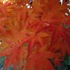 庭のモミジ（11月28日）
