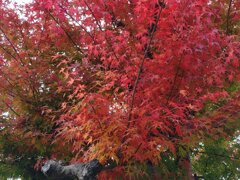 街路樹の赤いモミジ（11月13日）