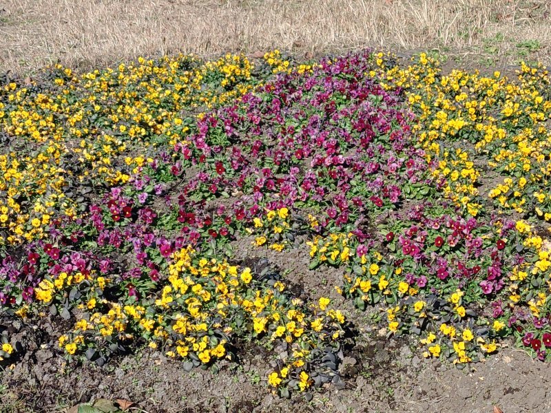 黄色と紫のパンジー花壇（12月6日）