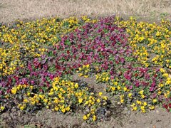 黄色と紫のパンジー花壇（12月6日）