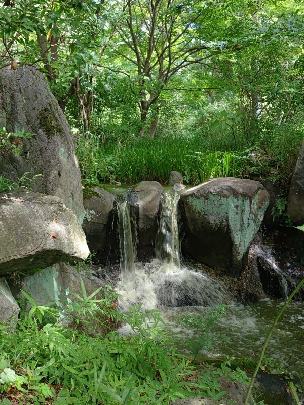 公園の小川の滝（8月8日）