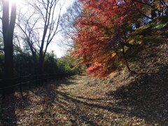 川崎城跡公園の丘の落ち葉とモミジの歩道（11月21日）