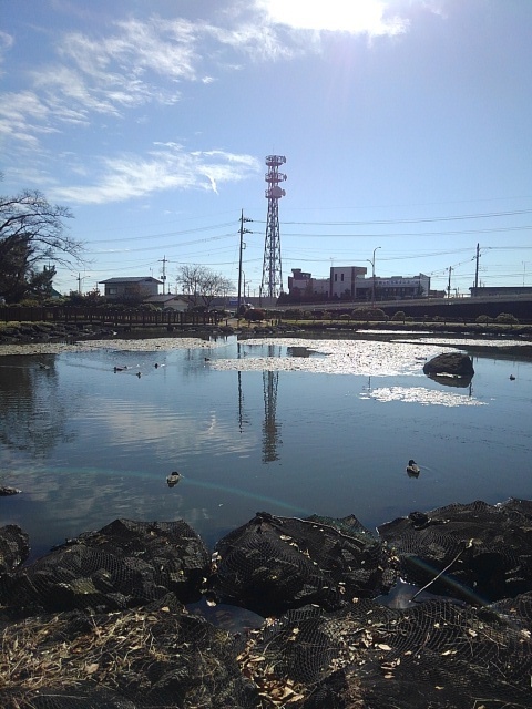 長峰公園の映り込みの池（11月9日）
