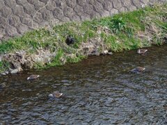 カモの群れ（1月23日）