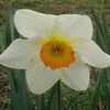 長峰公園の白スイセン（3月29日）